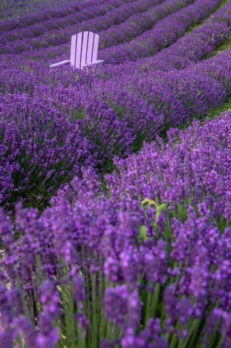 La Casa Della Lavanda Borgo Adorno Dış mekan fotoğraf