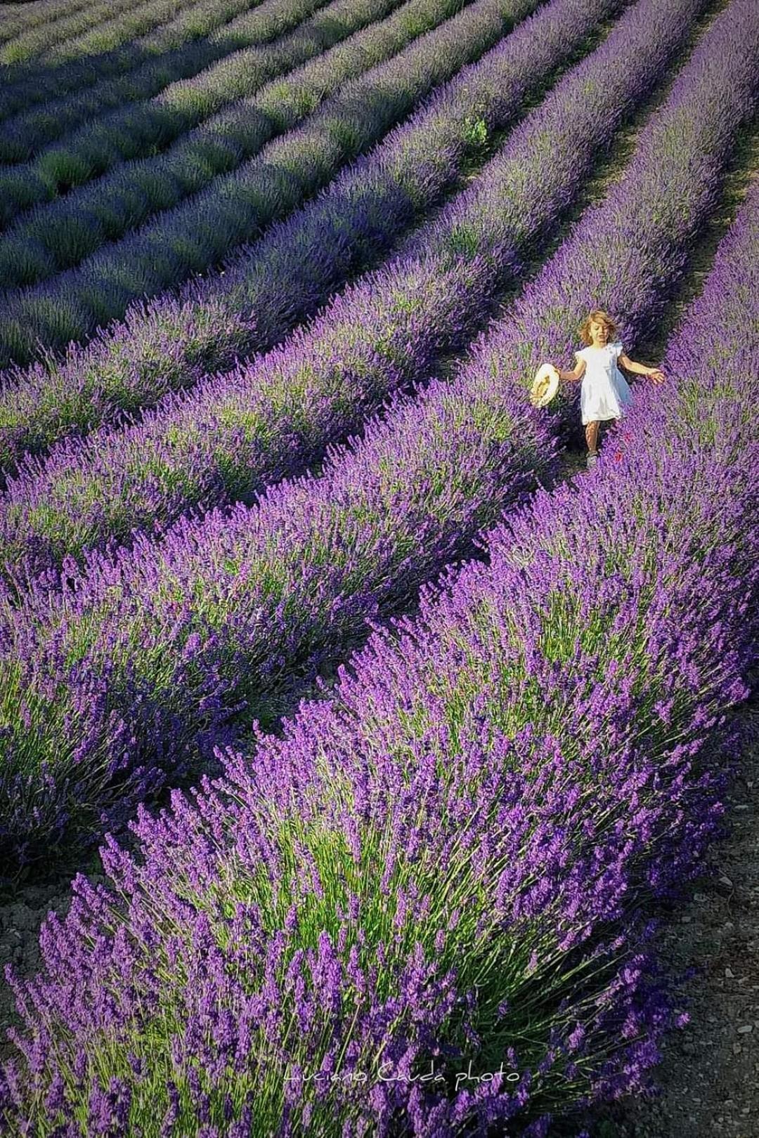 La Casa Della Lavanda Borgo Adorno Dış mekan fotoğraf